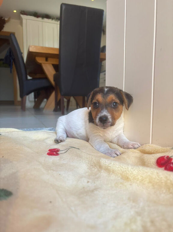 Jack Russel puppies looking for a loving home