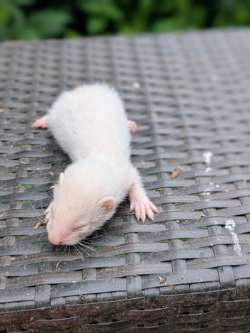 Ferret kits for sale