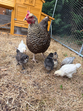 5 hybrid chicks