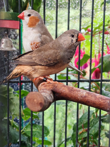 Male and female zebra Finch