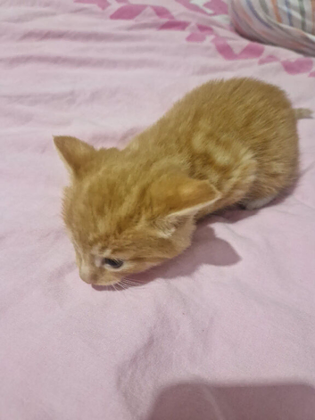 Kittens