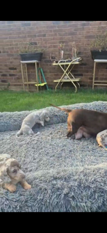 KC Miniature Dachschund