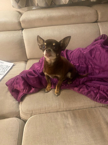 Stud Chihuahua