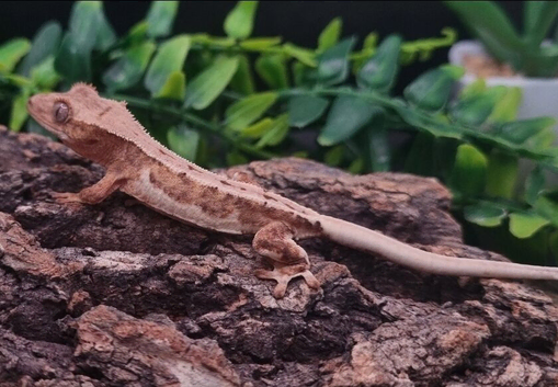 Crested Gecko's