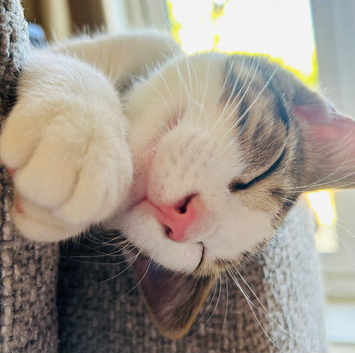Lovely male kitten