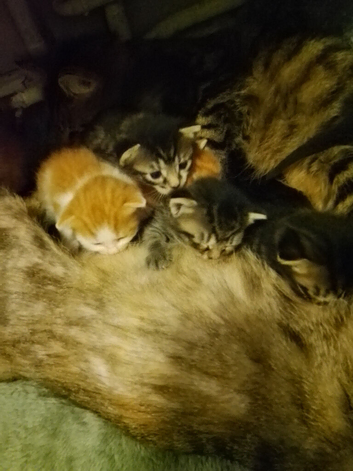 British longhair kittens