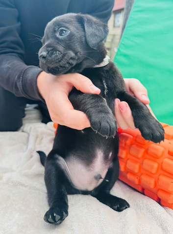 Puppies for sale
