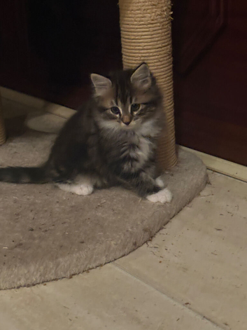 half Maine coon