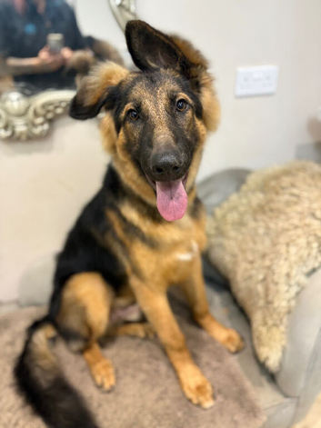 Male German Shepherd