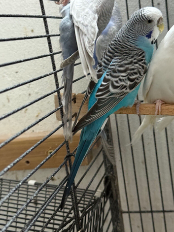 Beautiful female budgie
