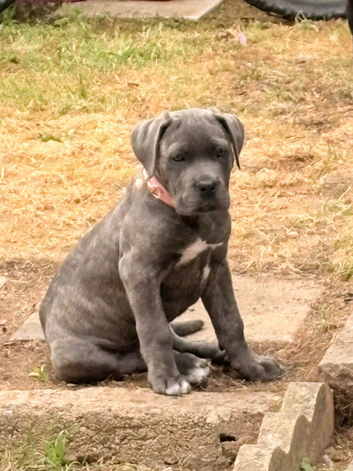 Cane corso