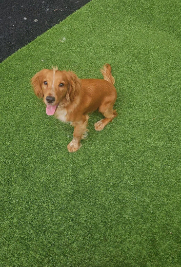 Simber is looking for a new home
