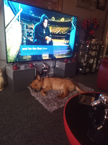 Sharp PEI cross American bully