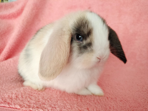 Selection of mini lop babies available