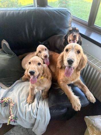 3 beautiful spaniel puppies
