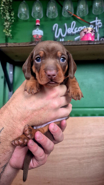 Stunning kc reg chocolate and tan tan pups