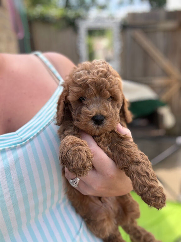 F1b cockapoo puppies