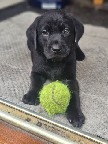 Outstanding Litter Of KC Puppies (4Left)