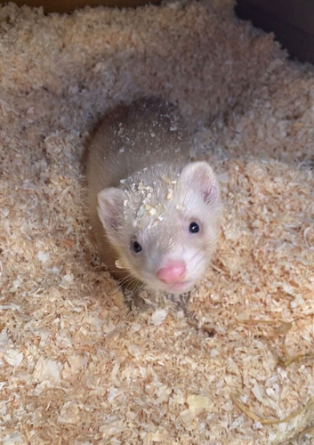 Hob ferret clitheroe collection only