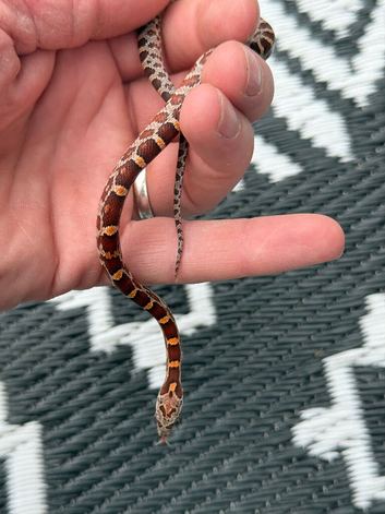 Baby corn snakes &pound;40 each