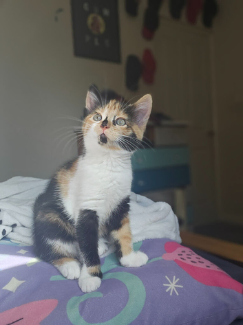 Beautiful tri-colour kitten