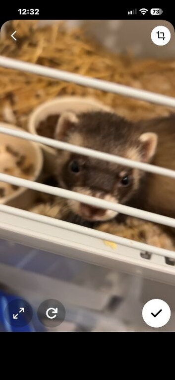 Male ferret 6 months