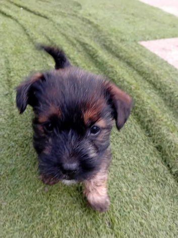 3 beautifull chorkie girl puppies