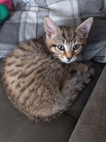 Mum cat and kitten female
