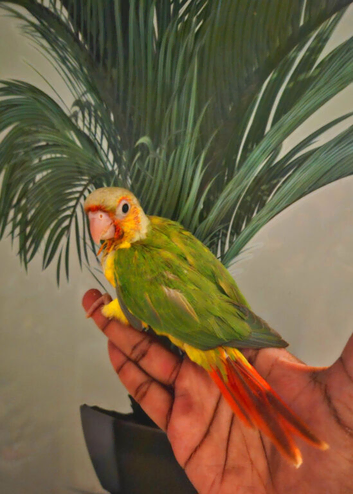 All resrvd *Hand reared baby pinapple conure