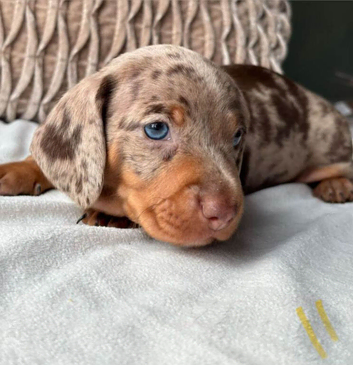 Beautiful litter of Miniature Dachshund Puppies available