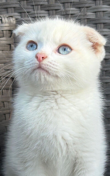 Scottish fold kittens boy