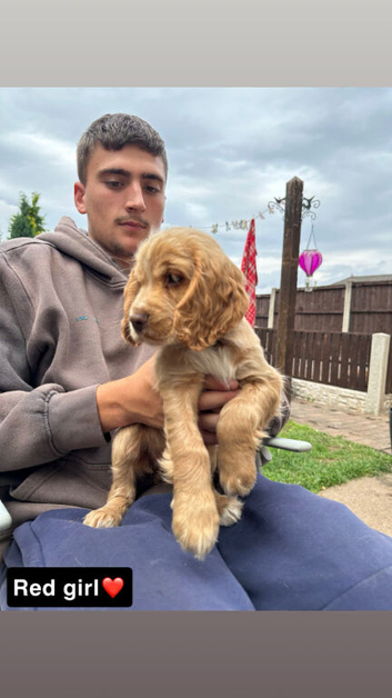 Cocker spaneil puppies