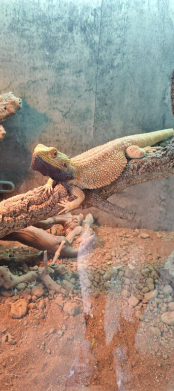 Male bearded dragon RESERVED