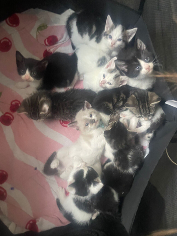 Mixed Variety Of Beautiful Kittens Cwmbran