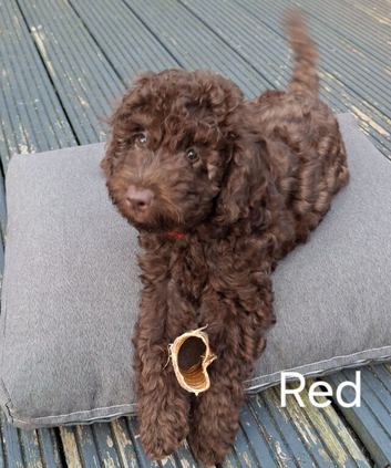 F2b Sproodle puppies for sale