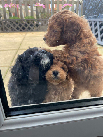 toy poodle puppies