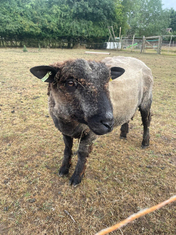 Coloured Ryeland Ram