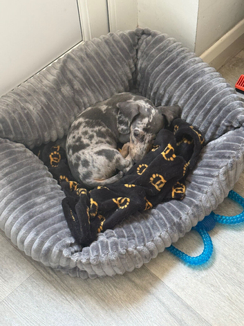Male dachshund
