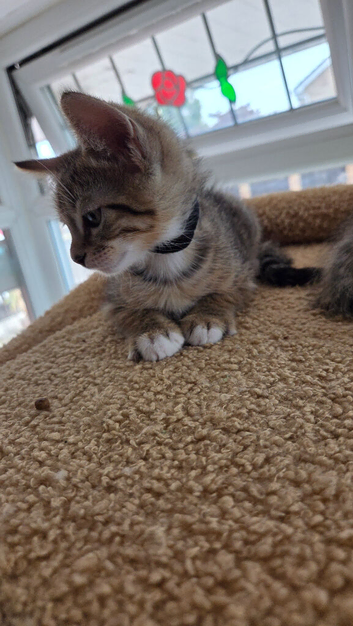 Bengal shorthair x ragdoll kittens