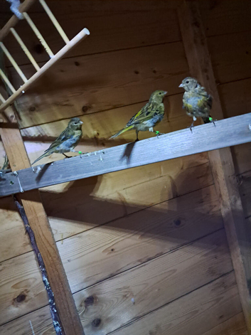 Fife  Canaries  For Sale  ..