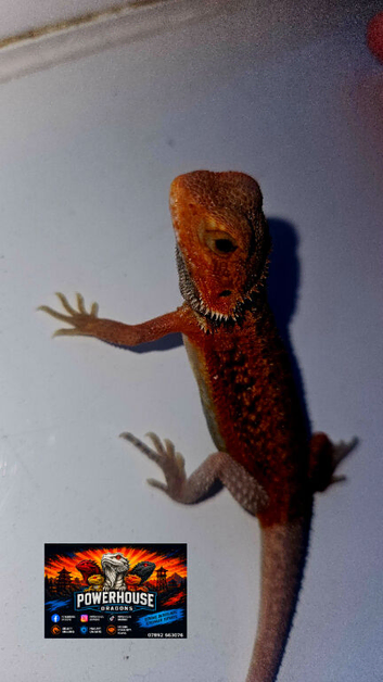 Red monster bearded dragon