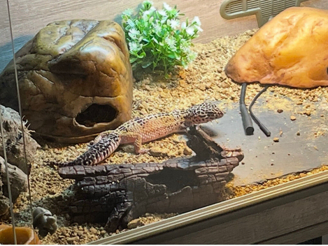 4 year old leopard gecko and complete set up