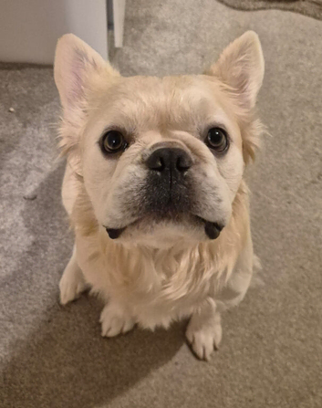 KC registerd fluffy cream male french bulldog