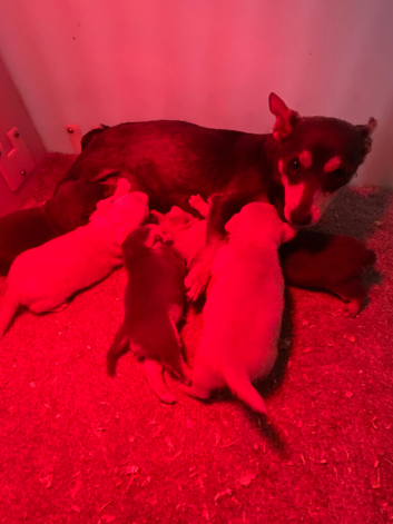 Miniature jack Russell&rsquo;s