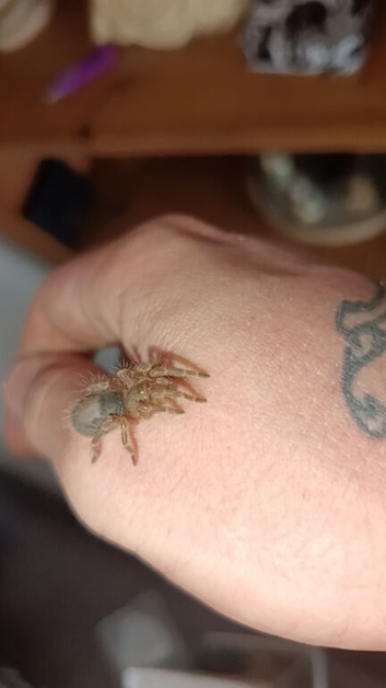 Golden knee tarantula