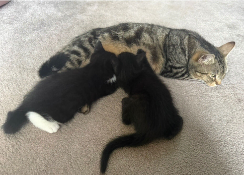 2 black female kittens