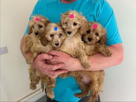 Cavapoo