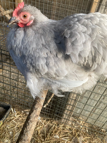 Trio of lavender Pekin bantams