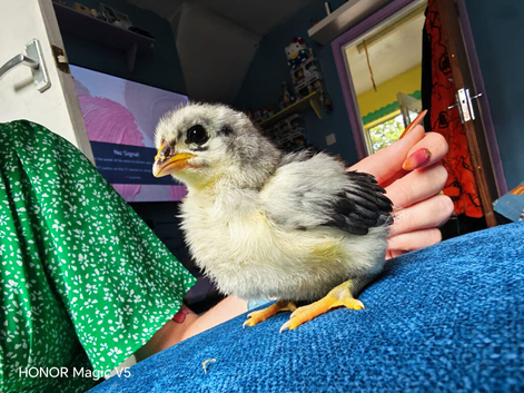 Orpington chicks
