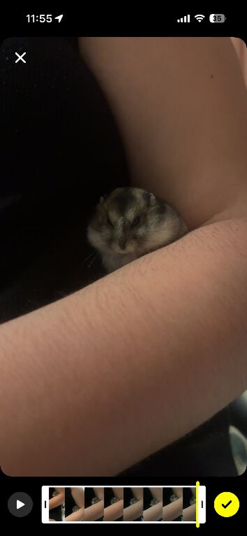 Male Russian Dwarf Hamster
